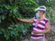 La crisis climática, roya y bajos precios afectan la producción de café en Honduras