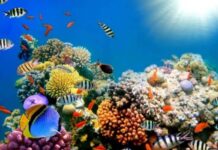 Honduras e Israel proponen estrategias para proteger el arrecife de Islas de la Bahía