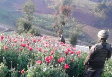 La Secretaría de Seguridad, considera que en Honduras se estaría cultivando la planta amapola para producir heroína
