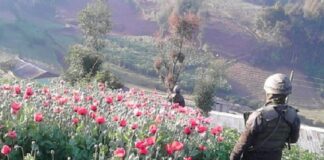 La Secretaría de Seguridad, considera que en Honduras se estaría cultivando la planta amapola para producir heroína