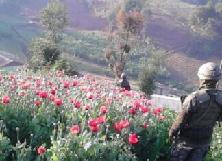 La Secretaría de Seguridad, considera que en Honduras se estaría cultivando la planta amapola para producir heroína