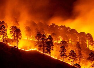 Incendios consumen varias hectáreas de bosques en la capital
