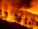 Incendios consumen varias hectáreas de bosques en la capital