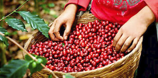 Hondureños logran comercializar el café por más de 200 dólares el quintal