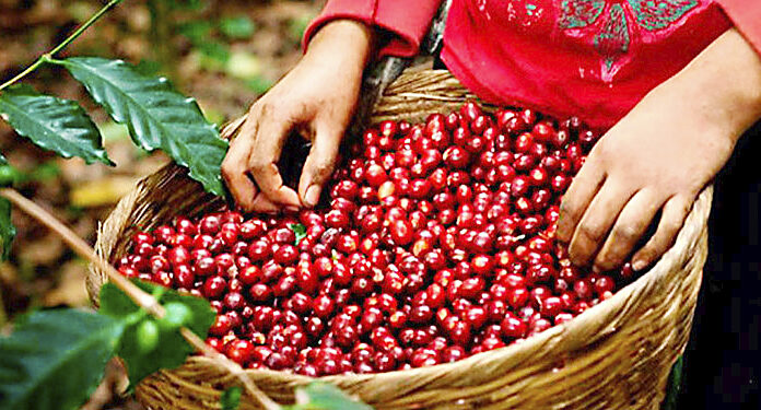 Hondureños logran comercializar el café por más de 200 dólares el quintal