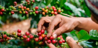 El BCIE apoyará a caficultores de Honduras y Nicaragua a aumentar la resiliencia