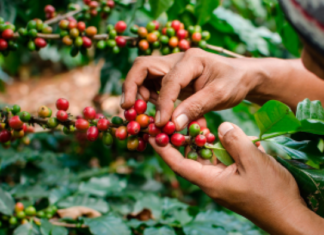 El BCIE apoyará a caficultores de Honduras y Nicaragua a aumentar la resiliencia