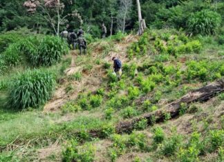 Autoridades localizan unos 25 mil arbustos de hoja de coca en Iriona, Colón