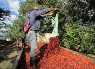 Caficultores piden al Gobierno subsidiar el precio de los fertilizantes