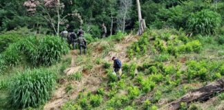 Erradican una plantación de 25 mil arbustos de coca en Iriona, Colón