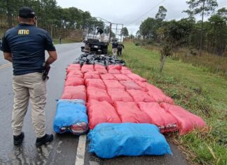 Incineran más de 1,500 kilos de marihuana incautados durante este año