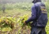 Erradican el vivero de marihuana más grande encontrado en Honduras en los últimos años