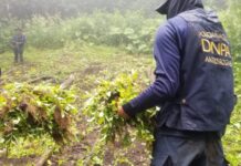 Erradican el vivero de marihuana más grande encontrado en Honduras en los últimos años