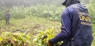 Erradican el vivero de marihuana más grande encontrado en Honduras en los últimos años