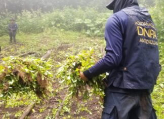 Erradican el vivero de marihuana más grande encontrado en Honduras en los últimos años