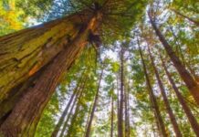 Un estudio revela la importancia de los árboles más longevos en los bosques