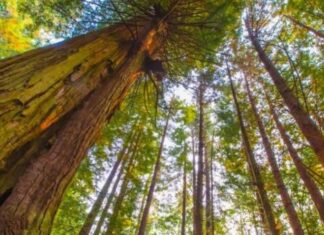 Un estudio revela la importancia de los árboles más longevos en los bosques