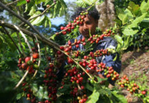 Honduras busca oportunidades para productores de café en Argentina