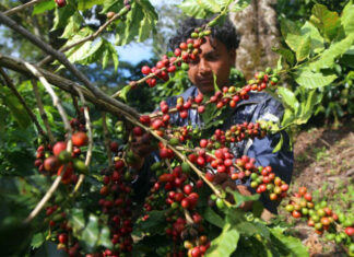 Honduras busca oportunidades para productores de café en Argentina