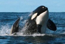 Enorme ballena orca persigue a unos turistas que iban a bordo de un yate en la costas de Sinaloa, México
