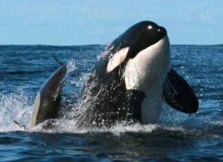Enorme ballena orca persigue a unos turistas que iban a bordo de un yate en la costas de Sinaloa, México