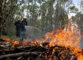 Alrededor de seis mil hectáreas de bosque han consumido 175 incendios forestales