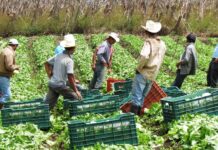 El INA está elaborando un trabajo interinstitucional para mejorar la economía campesina