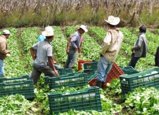 El INA está elaborando un trabajo interinstitucional para mejorar la economía campesina