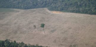 La deforestación en la Amazonía brasileña se dispara y bate récord en enero