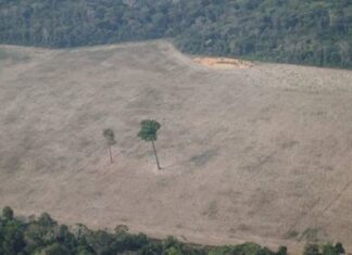 La deforestación en la Amazonía brasileña se dispara y bate récord en enero