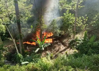 Erradican y destruyen dos plantaciones de coca y un narcolaboratorio en Colón
