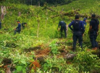 Destruyen más de 10 mil plantas de coca en El Paraíso