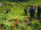 Destruyen más de 10 mil plantas de coca en El Paraíso