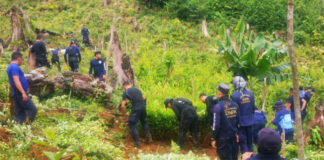 Localizan plantación con unos 21 mil arbustos de coca en El Paraíso