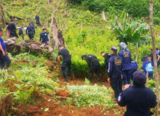 Localizan plantación con unos 21 mil arbustos de coca en El Paraíso