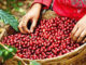 Productores de café adeudan a la banca unos L. 6,000 millones, según dirigente
