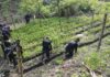 Encuentran otra gran plantación de arbustos de coca y tres narcolaboratorios en Colón
