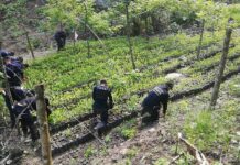 Encuentran otra gran plantación de arbustos de coca y tres narcolaboratorios en Colón