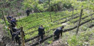 Encuentran otra gran plantación de arbustos de coca y tres narcolaboratorios en Colón