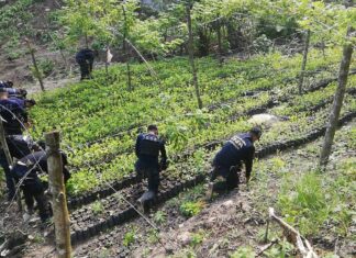 Encuentran otra gran plantación de arbustos de coca y tres narcolaboratorios en Colón
