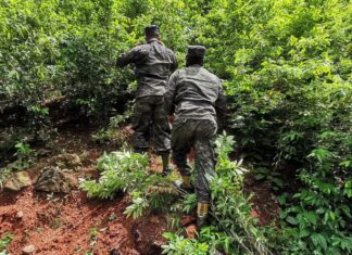 Localizan otra plantación de arbustos coca y dos pistas clandestinas en Colón
