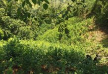 Encuentran dos narcolaboratorios y cinco manzanas con cultivos de arbustos de coca en Colón