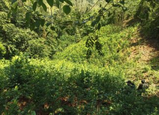 Encuentran dos narcolaboratorios y cinco manzanas con cultivos de arbustos de coca en Colón