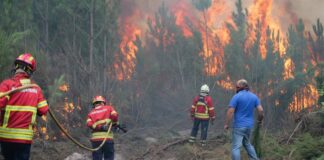 Los incendios forestales en Honduras consumen más de 156 mil hectáreas este año, según ICF