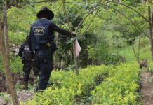 Hallan nueva plantación con unos 200 mil arbustos de coca en Colón