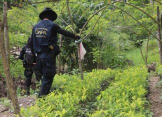 Hallan nueva plantación con unos 200 mil arbustos de coca en Colón