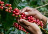 Honduras dejará de percibir alrededor de 450 millones de dólares en divisas por la caída en la producción de café