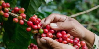 Más de 500 mil cortadores se necesitan para sacar cosecha de café, dice productor