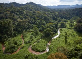 Autoridades hondureñas dicen que “es increíble el daño” a la Biosfera del Río Plátano durante “la dictadura”