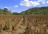 Analizan declarar en emergencia el sector agrícola por la sequía y la falta de financiamiento